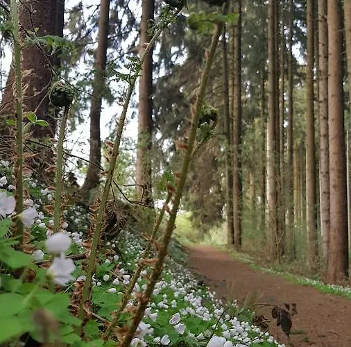 Appartement Zur Alten Baeckerei - Finsterbergen Friedrichroda
